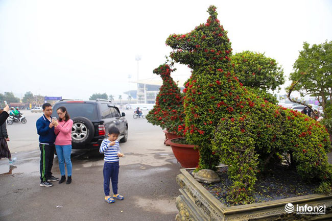 Chó cảnh, tỳ hưu, chim công chơi Tết giá 200 triệu đến gần nửa tỷ đồng/cặp - 2