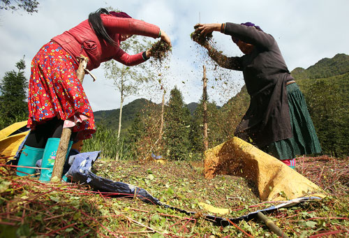 Rộn ràng mùa gặt... tam giác mạch - 3