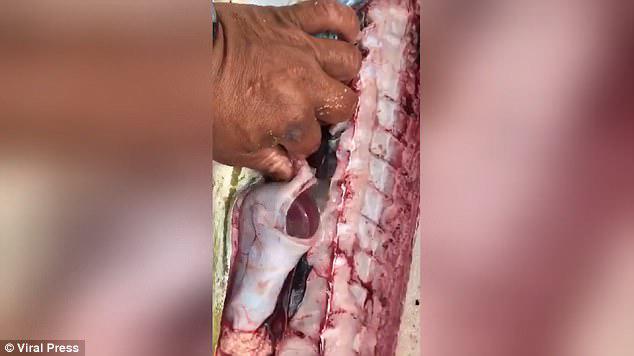 Video: Mổ bụng cá biển, lôi ra cả mớ đồ vật của con người - 1