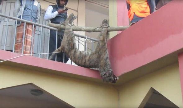 Bangladesh: Hổ dữ ăn thịt người bị dân làng đánh đập đến chết - 1