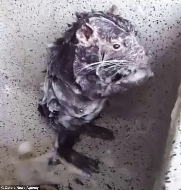 Kì dị chuột tắm rửa, kì cọ như người trong nhà tắm - 1