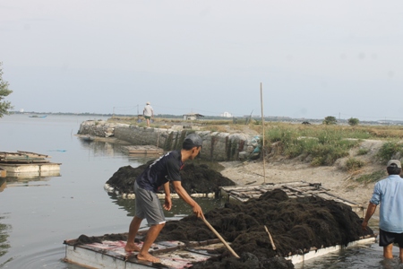 &#34;Lộc biển&#34; bất ngờ xuất hiện sớm, ngư dân Khánh Hòa trúng đậm - 3