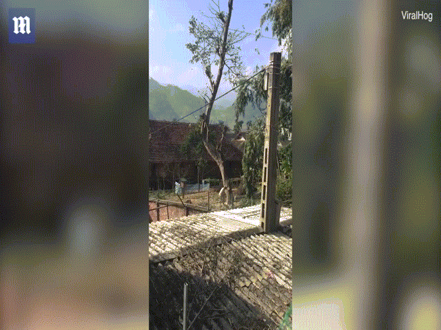 Báo nước ngoài đăng cảnh cây bị cưa đổ "chặt" đứt đôi nhà ở VN