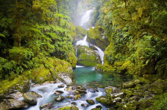 Rêu xanh phủ quanh thác Mackay nằm trên tuyến đường Milford ở New Zealand. Khoảng 14.000 người đi qua thác này mỗi năm.