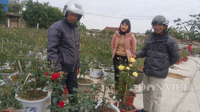 Chăm hoa hồng bán Tết, bố bỉm sữa nhẹ nhàng kiếm hơn 1 tỷ đồng - 5