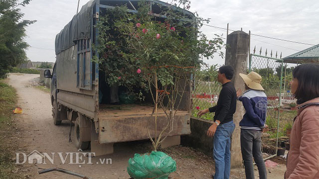 Chăm hoa hồng bán Tết, bố bỉm sữa nhẹ nhàng kiếm hơn 1 tỷ đồng - 6