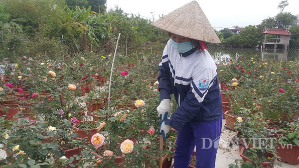 Chăm hoa hồng bán Tết, bố bỉm sữa nhẹ nhàng kiếm hơn 1 tỷ đồng - 8