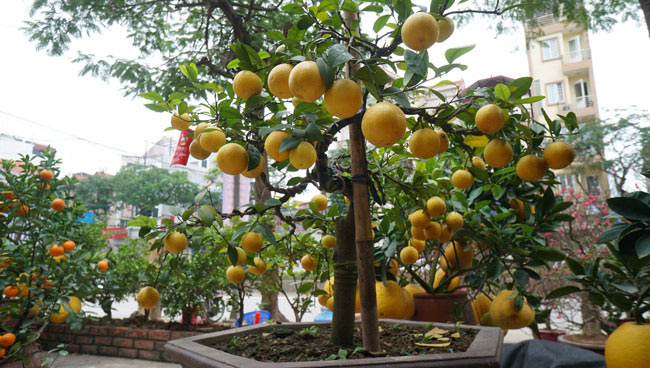 Chanh vàng bonsai phú quý độc lạ thế nào mà gây &#34;sốt&#34; ở Thủ đô? - 12