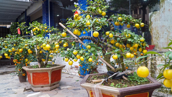 Chanh vàng bonsai phú quý độc lạ thế nào mà gây &#34;sốt&#34; ở Thủ đô? - 3