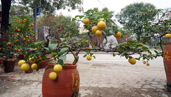 Chanh vàng bonsai phú quý độc lạ thế nào mà gây &#34;sốt&#34; ở Thủ đô? - 7