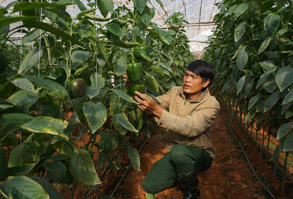 &#34;Bí kíp&#34; trồng ớt ngọt thu 2 triệu/ngày của nông dân Đà Lạt - 1