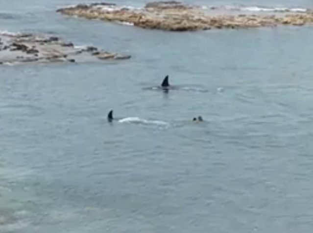 Sợ điếng người cảnh 2 cá voi sát thủ 6 tấn lao về phía cậu bé đang bơi - 1