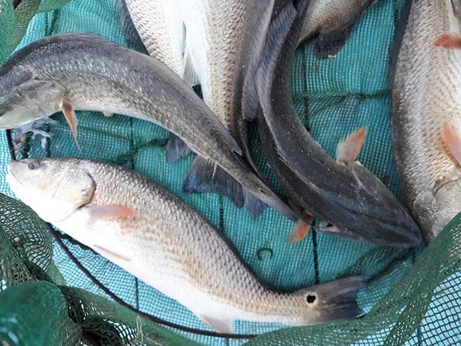 Nóng 24h qua: Cần thủ Khánh Hòa câu được 6 con cá sủ vàng tiền tỉ - 1