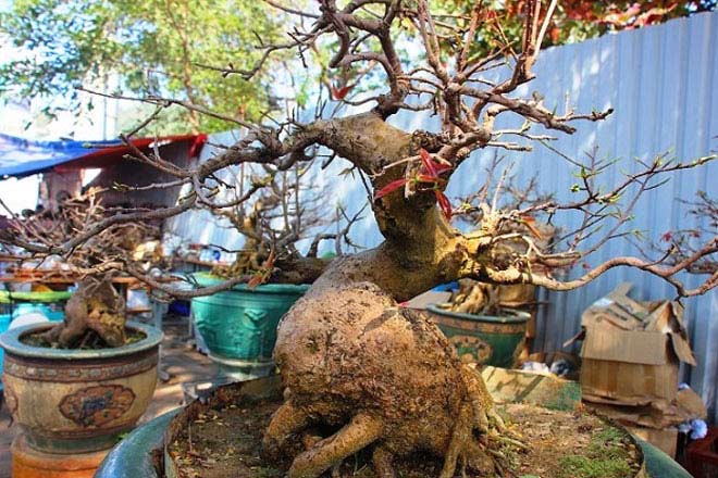 Mai bonsai cổ thụ giá bạc triệu ùn ùn xuống phố tìm đại gia dịp Tết - 4