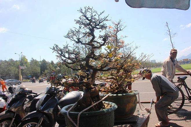 Mai bonsai cổ thụ giá bạc triệu ùn ùn xuống phố tìm đại gia dịp Tết - 7