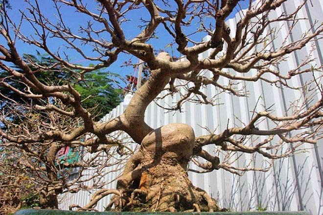 Mai bonsai cổ thụ giá bạc triệu ùn ùn xuống phố tìm đại gia dịp Tết - 10