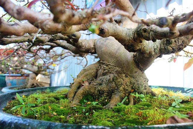 Mai bonsai cổ thụ giá bạc triệu ùn ùn xuống phố tìm đại gia dịp Tết - 5