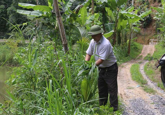 Nuôi đàn lợn mán bán tết, lãi hàng trăm triệu/năm - 2