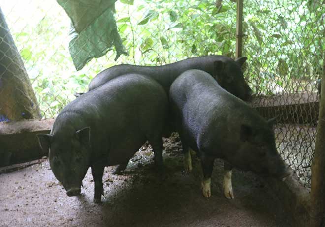 Nuôi đàn lợn mán bán tết, lãi hàng trăm triệu/năm - 3