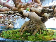 Tin tức trong ngày - Mai bonsai cổ thụ giá bạc triệu ùn ùn xuống phố tìm đại gia dịp Tết