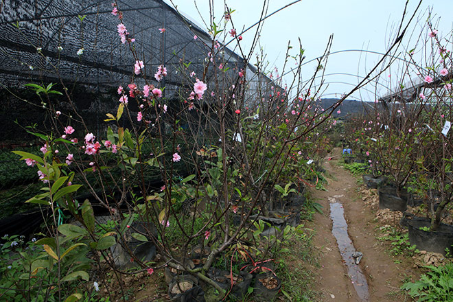 Ngắm cây đào 3 màu hoa đẹp đến ngỡ ngàng ở Hà Nội - 1