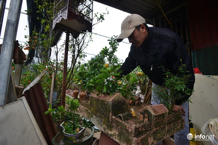 Lơ đào, quất, dân chơi Hà thành &#34;săn&#34; tiểu cảnh nhà ba gian Bắc Bộ chơi Tết - 7