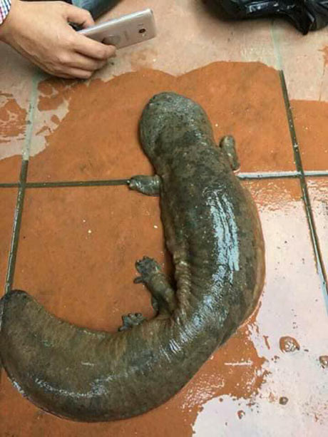 Đêm lạnh gặp "quái vật" bò ngang đường, sợ hết hồn mang thả suối - 1