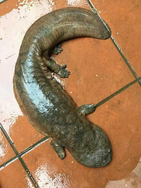 Đêm lạnh gặp "quái vật" bò ngang đường, sợ hết hồn mang thả suối - 2