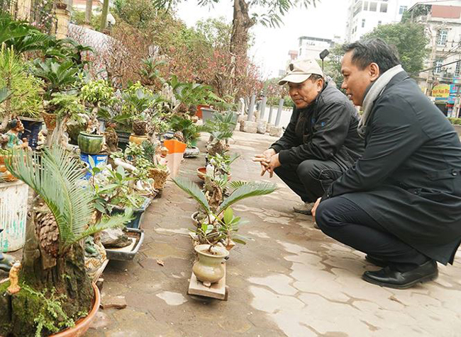 Anh Đỗ Đức Toàn (Tây Hồ, Hà Nội), chủ nhà vườn cho biết: &#34;Anh không trồng đào như mọi nhà ở Nhật Tân vì theo anh trồng đào dễ gặp rủi ro thời tiết, và một phần vì anh thích cây vạn tuế tượng trưng cho sự sống mạnh mẽ trong bất cứ hoàn cảnh nào”.
