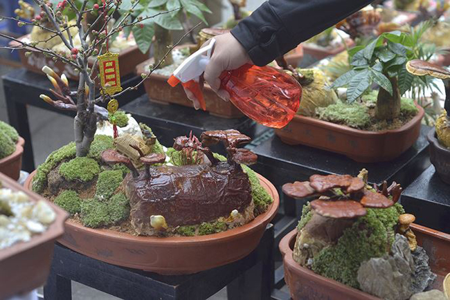 Được biết, nấm linh chi bonsai này có xuất xứ từ Hàn Quốc và tương đối khó trồng trong điều kiện thời tiết Việt Nam.
