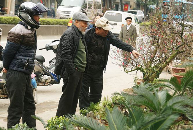 Vì vạn tuế bon sai độc đáo nên cửa hàng của anh Toàn thu hút khá đông khách hàng ghé thăm và mua về chơi dịp Tết.
