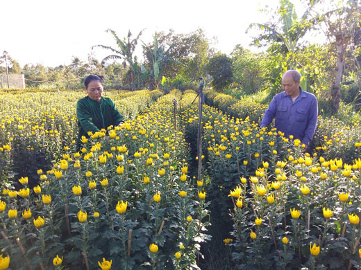 Cúc, quất “cháy hàng&#34;, giá tăng 400.000 đ/chậu vẫn không có bán - 7