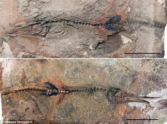 Cậu bé Colombia đi chơi, tìm ra hóa thạch quý 90 triệu tuổi - 1