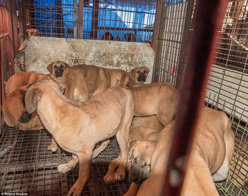 Đột nhập khu chợ thịt chó Hàn Quốc muốn giấu thế giới - 1