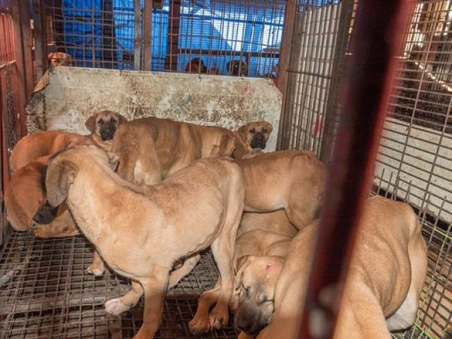 Đột nhập khu chợ thịt chó Hàn Quốc muốn giấu thế giới