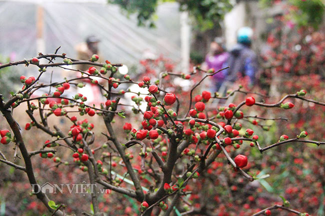 Mai đỏ “thế Nam sắc Bắc”, thú chơi Tết cực lạ của nhiều &#34;thượng đế&#34; - 12