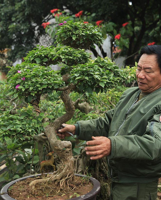 Mãn nhãn vườn hoa giấy bonsai của người “trăm nghề quái kiệt” - 9