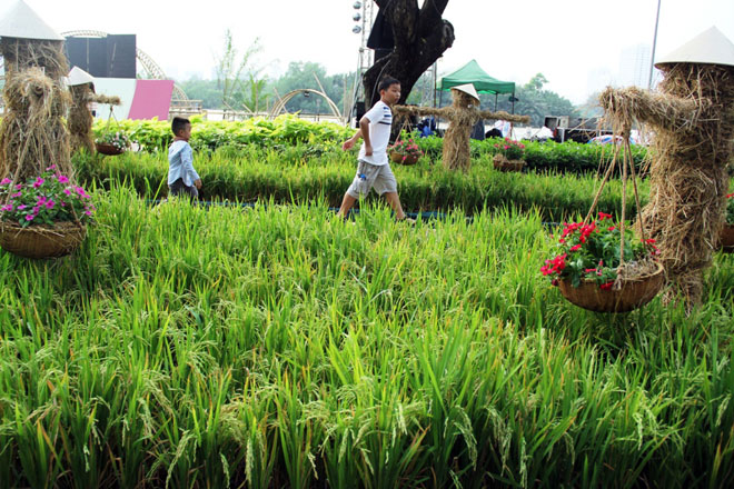 Hồn quê xuất hiện tại “khu nhà giàu” ở Sài Gòn ngày giáp Tết - 7