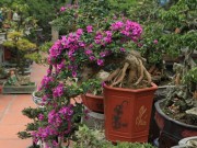 Tin tức trong ngày - Mãn nhãn vườn hoa giấy bonsai của người “trăm nghề quái kiệt”