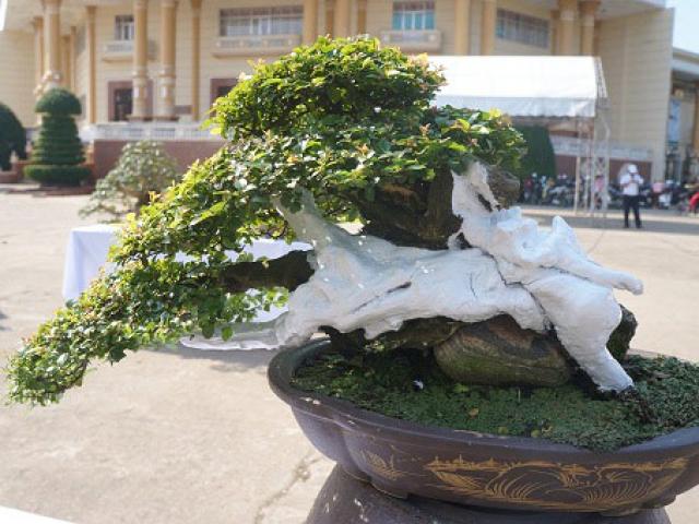 La liệt bonsai độc lạ giá cả cây vàng "đại náo" thị trường Tết 2018