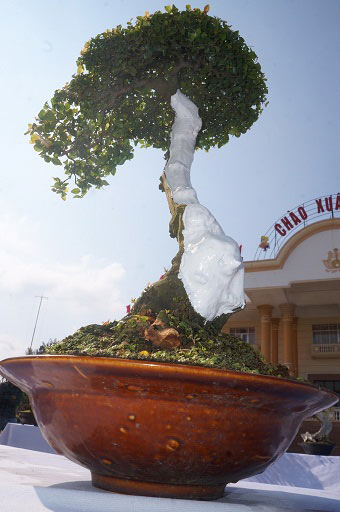 La liệt bonsai độc lạ giá cả cây vàng &#34;đại náo&#34; thị trường Tết 2018 - 10