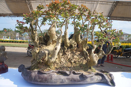 La liệt bonsai độc lạ giá cả cây vàng &#34;đại náo&#34; thị trường Tết 2018 - 11