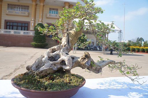 La liệt bonsai độc lạ giá cả cây vàng &#34;đại náo&#34; thị trường Tết 2018 - 2