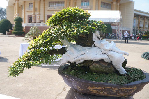 La liệt bonsai độc lạ giá cả cây vàng &#34;đại náo&#34; thị trường Tết 2018 - 3