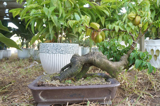 La liệt bonsai độc lạ giá cả cây vàng &#34;đại náo&#34; thị trường Tết 2018 - 5