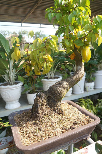 La liệt bonsai độc lạ giá cả cây vàng &#34;đại náo&#34; thị trường Tết 2018 - 6