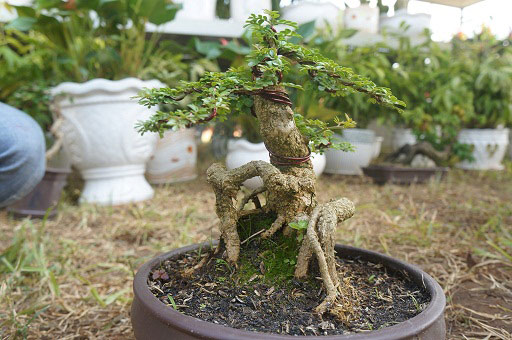 La liệt bonsai độc lạ giá cả cây vàng &#34;đại náo&#34; thị trường Tết 2018 - 7