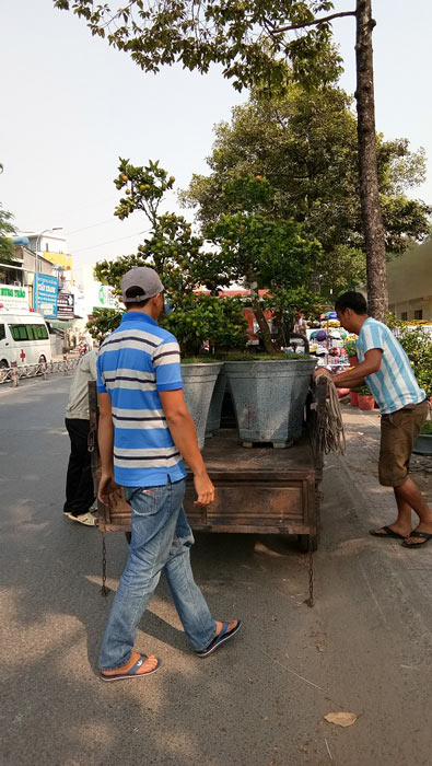 Mãn nhãn hoa giấy Mỹ dáng &#34;quái vật&#34; giá 40 triệu/cây đổ bộ Sài Gòn - 7