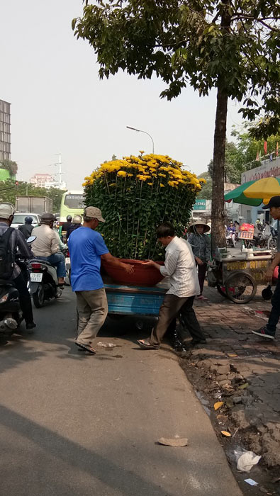 Mãn nhãn hoa giấy Mỹ dáng &#34;quái vật&#34; giá 40 triệu/cây đổ bộ Sài Gòn - 8