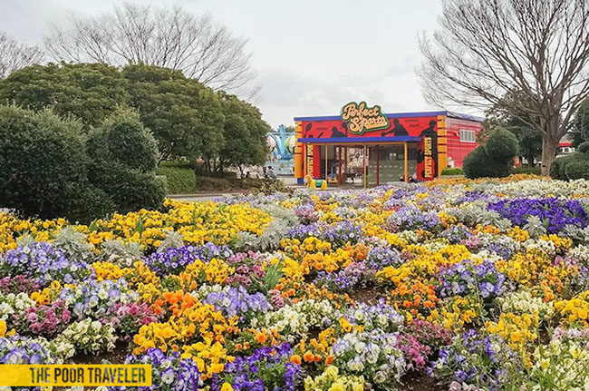 Được coi là một trong những màn trình diễn tự nhiên ngoạn mục và lung linh `nhất trên trái đất, công viên Hitachi Seaside tại Nhật Bản càng trở nên diễm lệ hơn vào mỗi  mùa xuân về, khi các loài hoa đều nở bung rực rỡ.